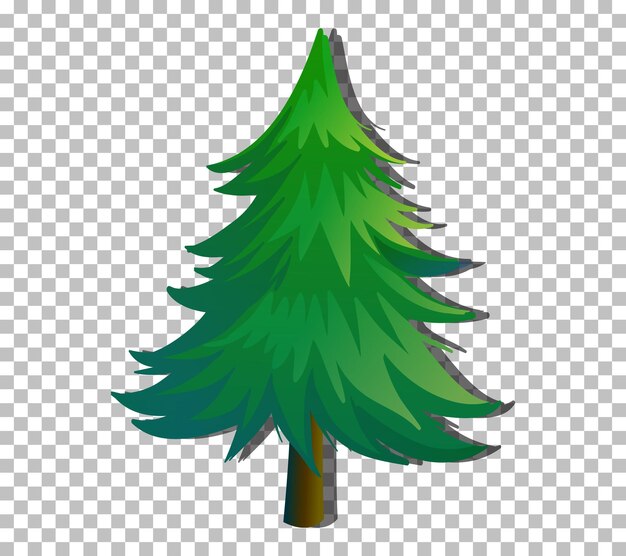 An evergreen tree on transparent background