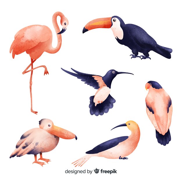 Exotic bird collection watercolor style