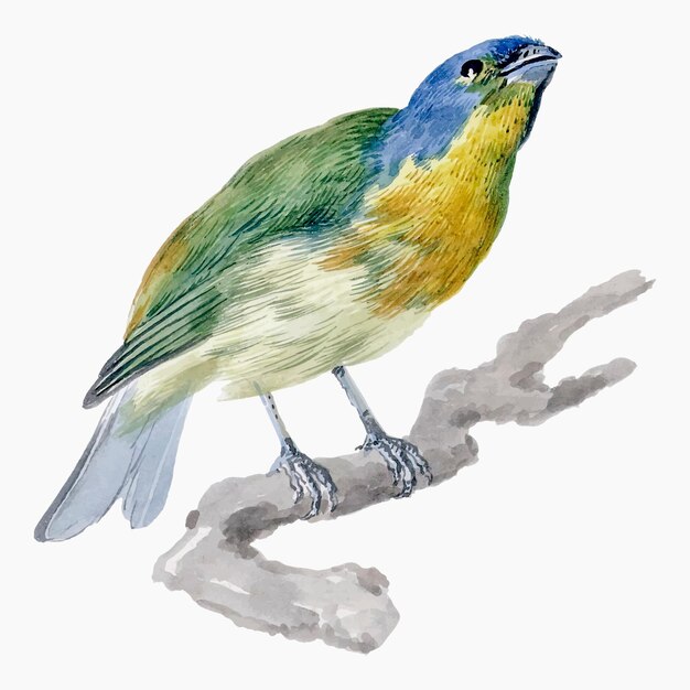 Векторная иллюстрация экзотической птицы, ремикс из произведений Аэрта Шумана