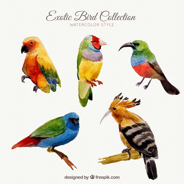 Exotic birds collection in watercolor style