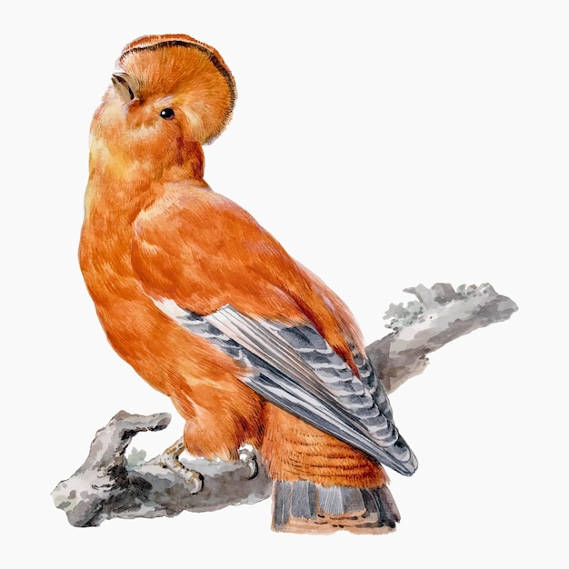 エキゾチックな鳥のイラストベクトル、AertSchoumanによるアートワークからリミックス
