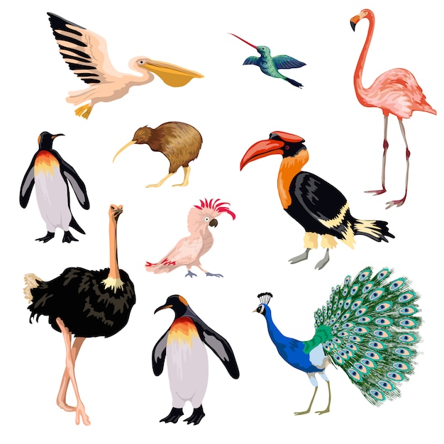 Free vector exotic birds set