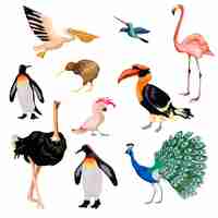 Free vector exotic birds set