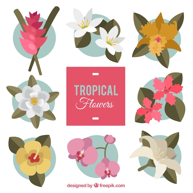 Free vector exotic flowers with leaves pack