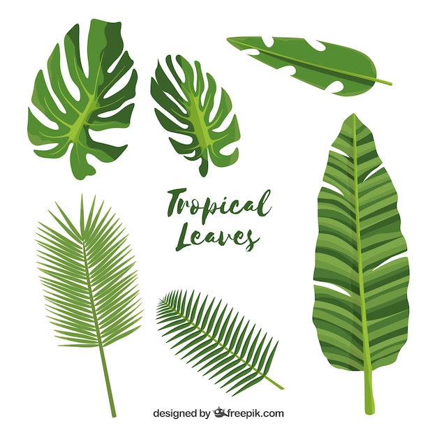 Exotic tropical leaf collection with flat design