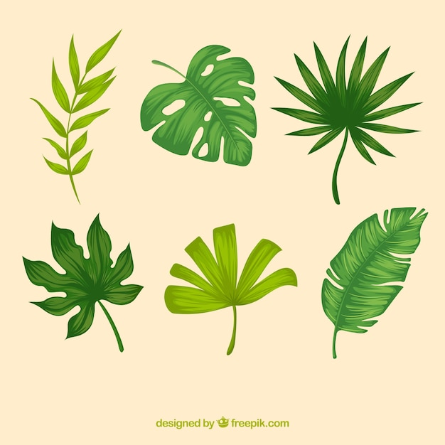 Exotic tropical leaf collection with flat design