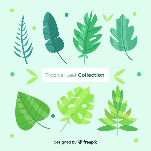 Exotic tropical leaf collection with flat design