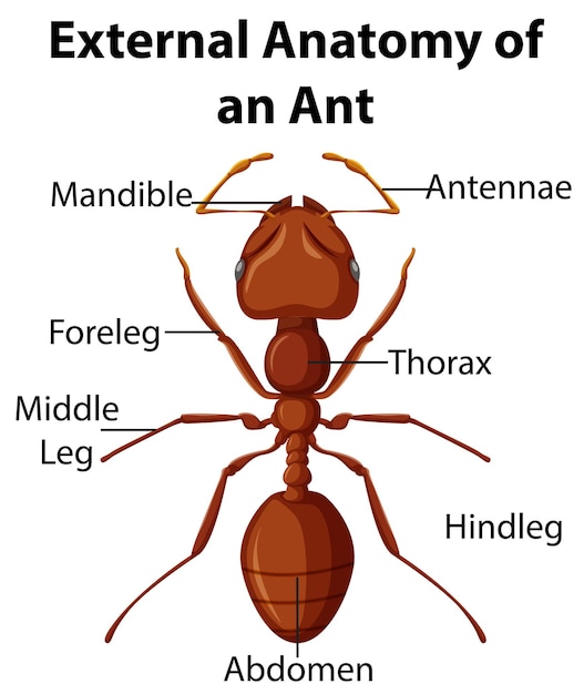 Anatomia esterna di una formica su sfondo bianco