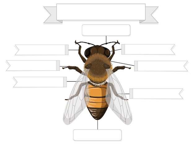 Внешняя анатомия пчелиного листа