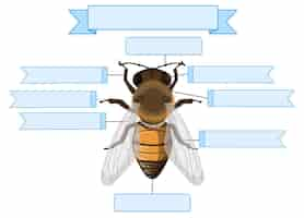 Free vector external anatomy of a bee worksheet