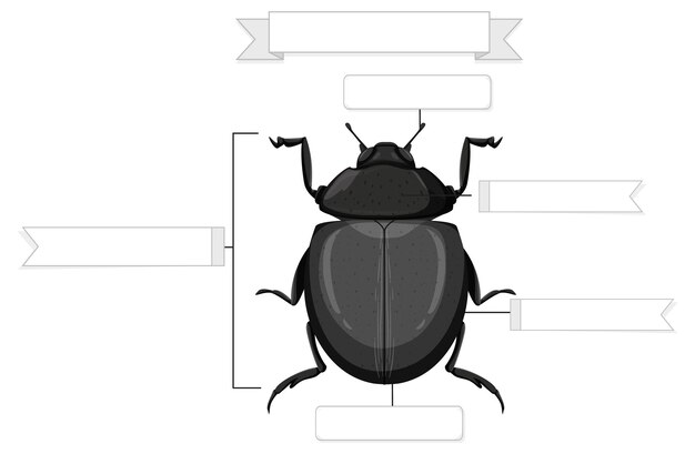 External Anatomy of a beetle worksheet