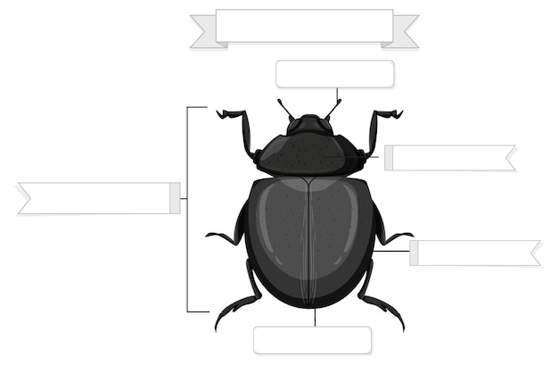 カブトムシのワークシートの外部解剖学