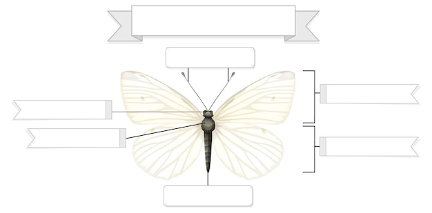 Free vector external anatomy of  a butterfly worksheet