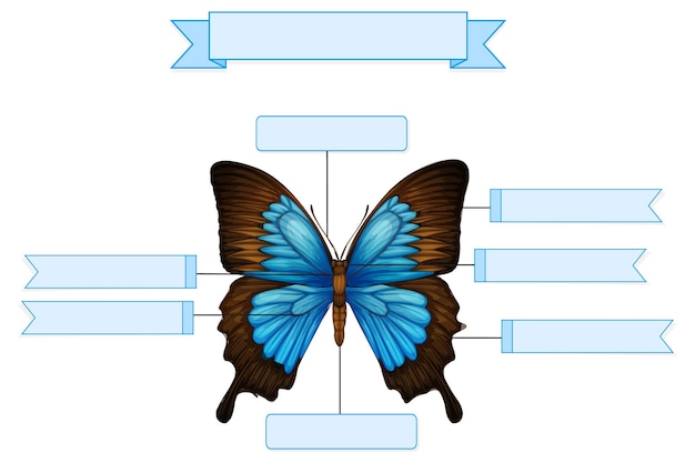 External Anatomy of  a butterfly worksheet