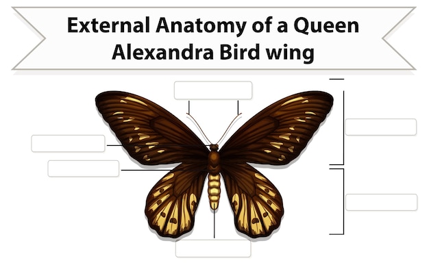 External Anatomy of  a butterfly worksheet