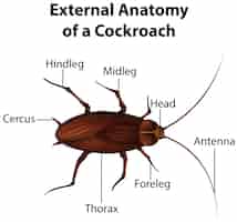 Vettore gratuito anatomia esterna di uno scarafaggio su sfondo bianco