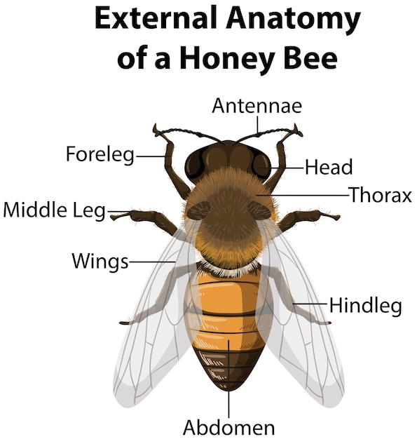 Anatomia esterna di un'ape da miele su sfondo bianco