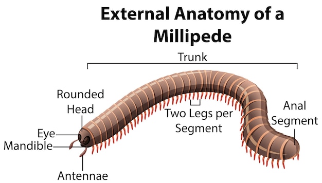 External Anatomy of a Millipede on white background