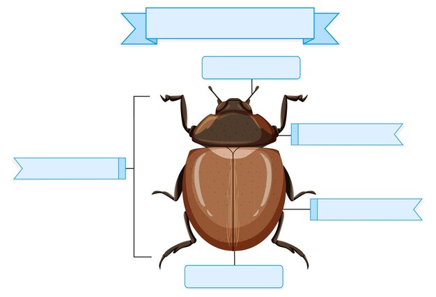様々なカブトムシ水彩イラストと昆虫と鳥のフレーム 無料のベクター
