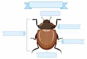 Бесплатное векторное изображение Лист внешней анатомии жука