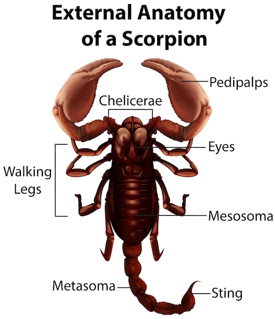 External Anatomy of a scorpion on white background