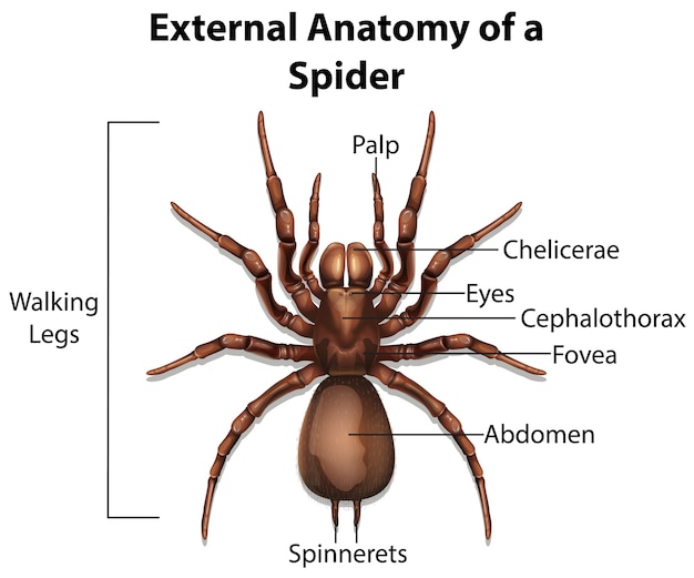 白い背景の上のクモの外部解剖学