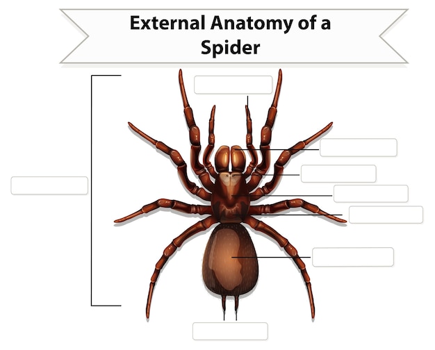 External Anatomy of a spider worksheet