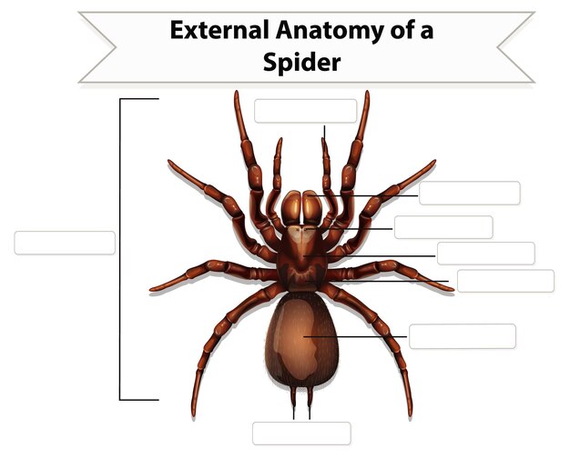 External Anatomy of a spider worksheet