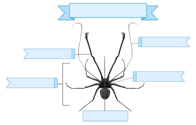 Free vector external anatomy of a whip spider worksheet