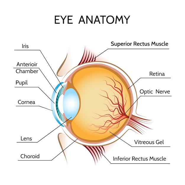 Free vector eye anatomy illustration