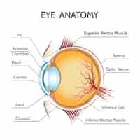 Free vector eye anatomy illustration