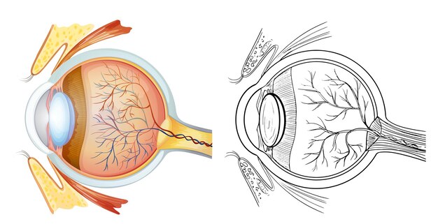 Eye anatomy