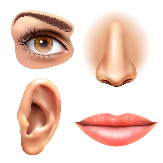 Eye ear lips nose icons set