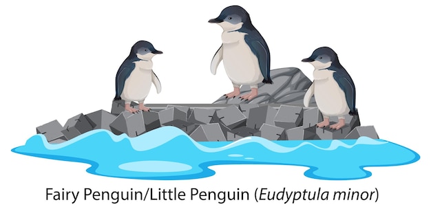 Free vector fairy penguin or little penguin cartoon on the rock