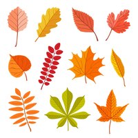 Free vector fallen leaves of different trees vector illustrations set. forest foliage, dry green, yellow, brown, orange leaves isolated on white background. autumn or fall, nature, plants concept for decoration