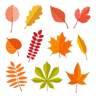 다른 나무 벡터 일러스트 세트의 낙엽. 흰색 배경에 분리된 숲의 단풍, 마른 녹색, 노란색, 갈색, 주황색 잎. 가을 또는 가을, 자연, 장식용 식물 개념