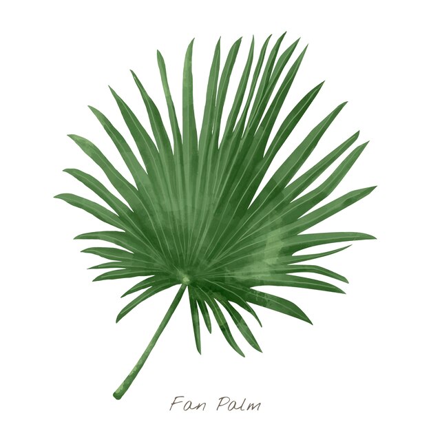 Fan palm leaf isolated on white background