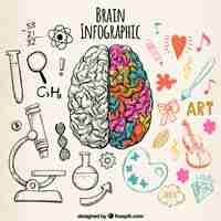 Free vector fantastic human brain infographic with color details