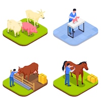 Farm animals veterinary isometric icon set with vaccinating a pig therapist with a horse different animals and veterinarian with a cow vector illustration