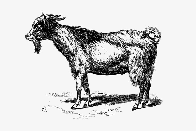 Ферма коз животных рисунок