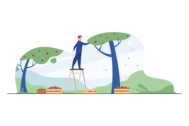 Free vector farmer standing on ladder and collecting apples. fruit, season, tree flat vector illustration. agriculture and gardening