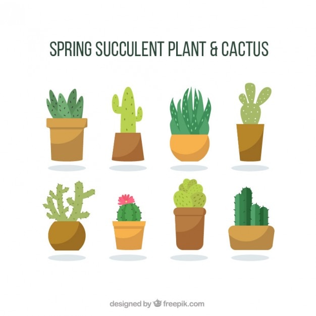 Free vector fashionable cactus collection