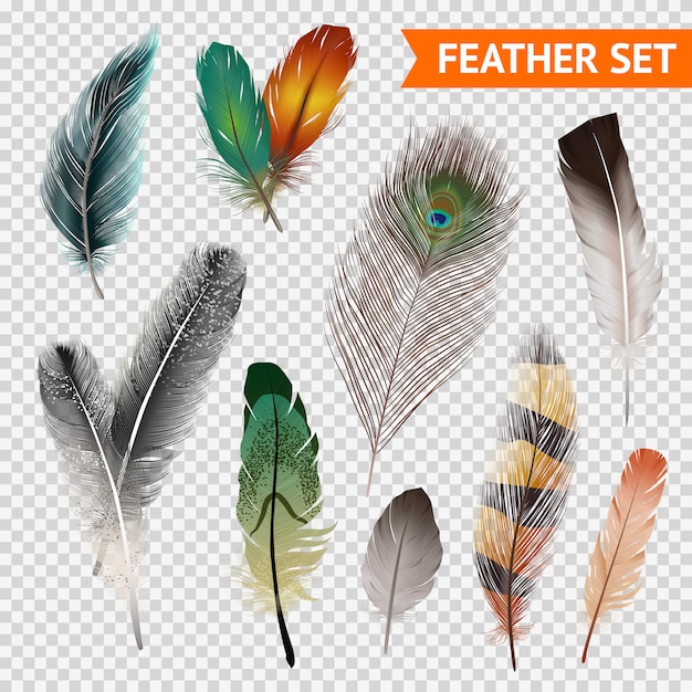 Free vector feathers realistic set