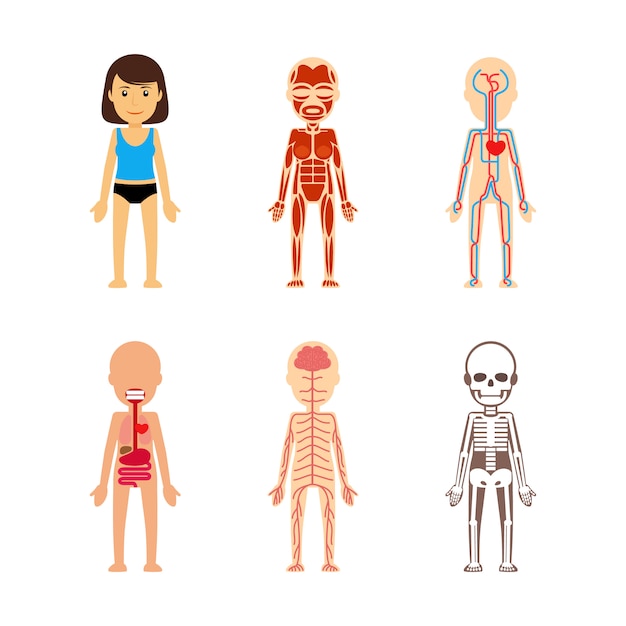 Premium Vector Female Body Anatomy