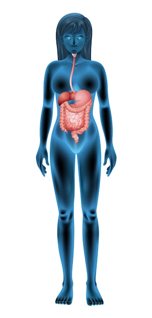 Free vector female digestive system