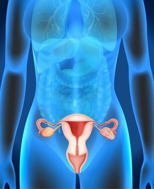 Free vector female genitals diagram in human