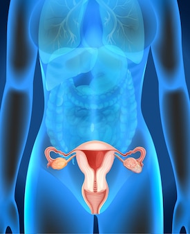 Female genitals diagram in human