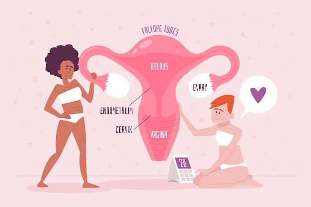 Female reproductive system concept detailed Free Vector