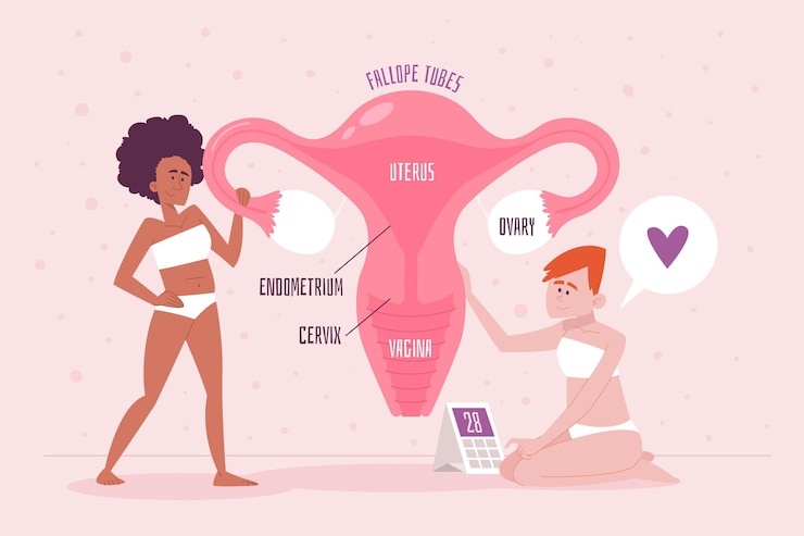 Free Vector female reproductive system concept detailed