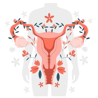 Female reproductive system concept illustration